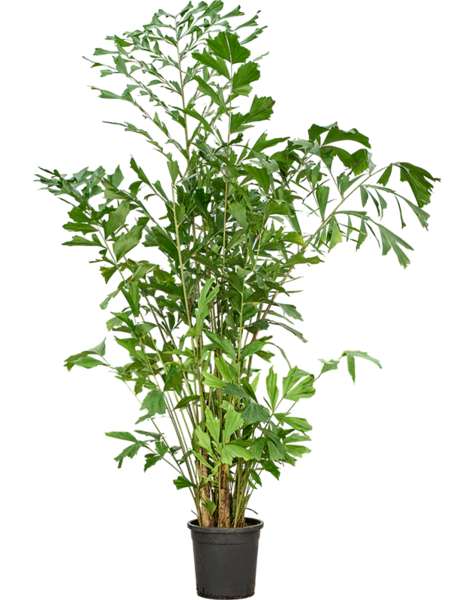 Caryota