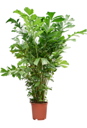 Caryota Mitis