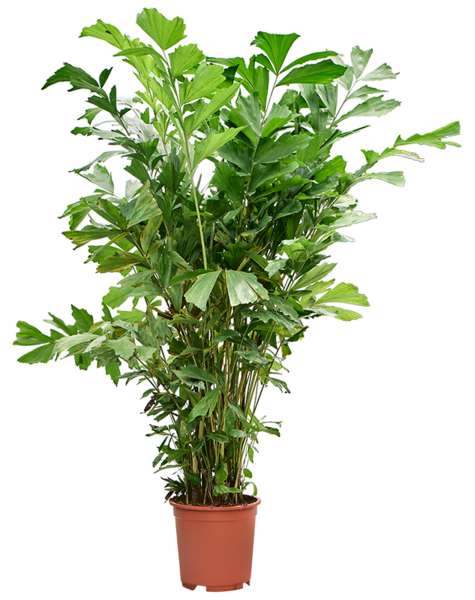 Caryota