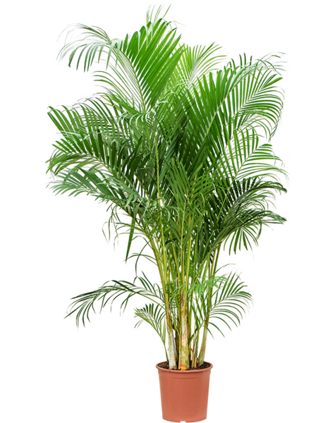 Dypsis