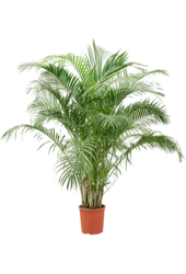 Dypsis (Areca) Lutescens