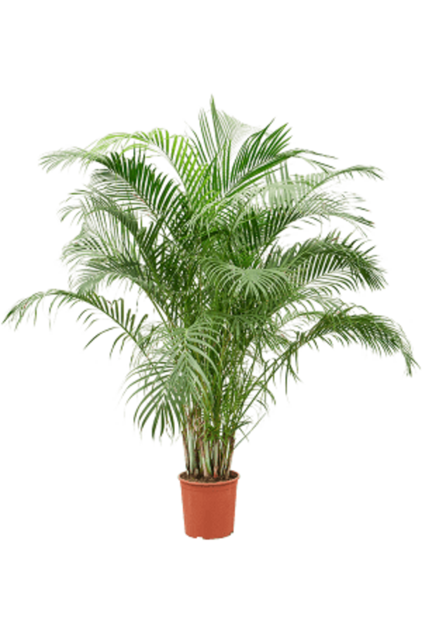 Dypsis (Areca) Lutescens