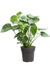 Monstera Deliciosa