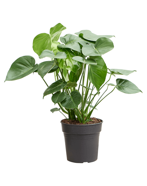Monstera
