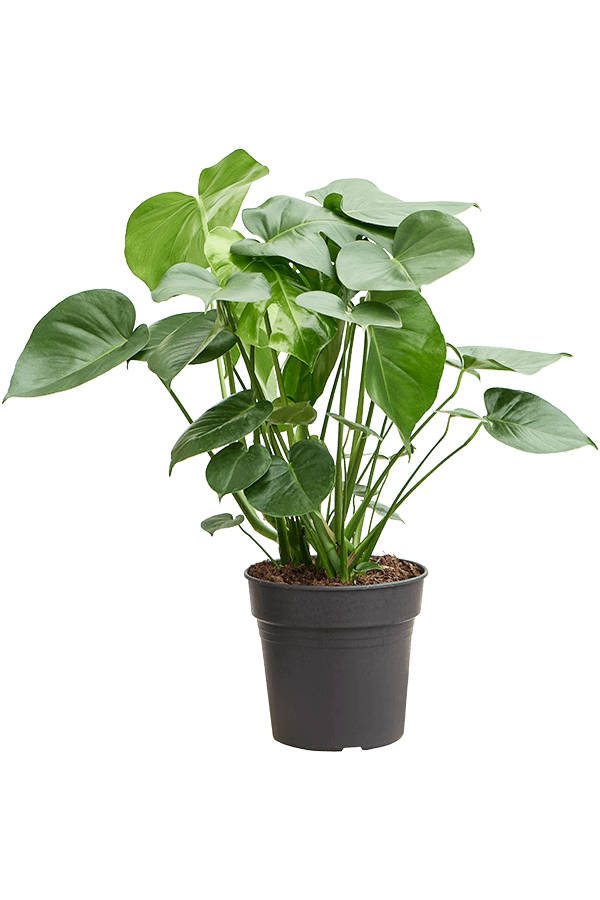 Monstera Deliciosa