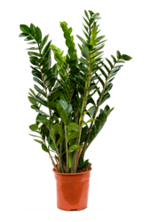 Zamioculcas Zamiifolia
