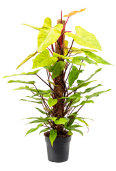 Filodendron Painted Lady