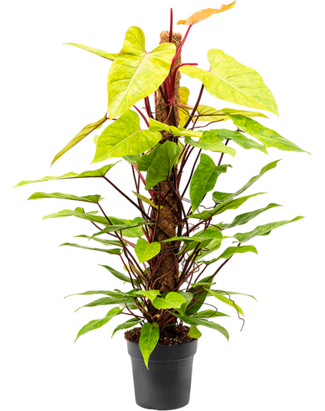 Filodendron
