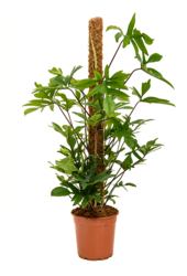 Filodendron Pedatum