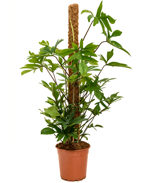 Filodendron