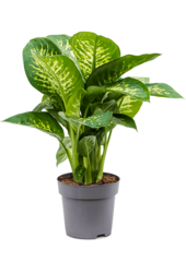 Dieffenbachia Seguine Reeva