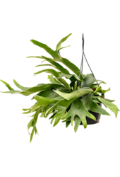 Platycerium Bifurcatum
