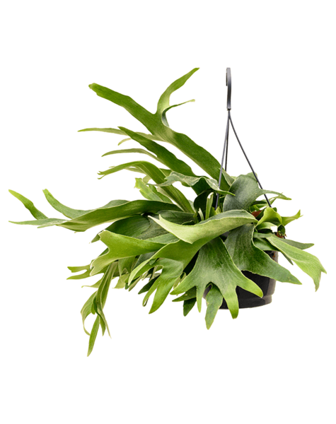Platycerium