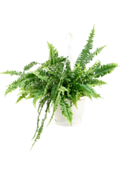 Nephrolepis Exaltata Zielona Dama