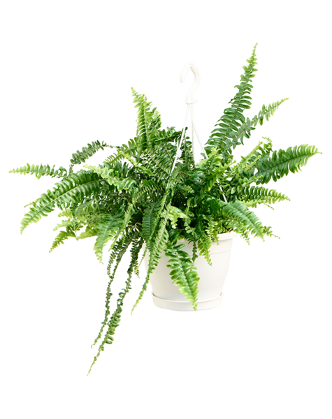 Nephrolepis