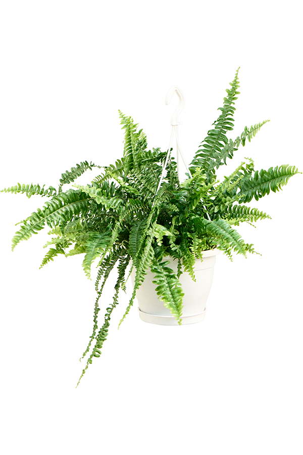 Nephrolepis Exaltata Zielona Dama