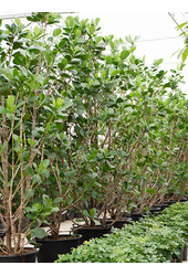 Clusia Rosea Green Magic