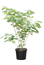 Albizia Julibrissin (200-240)