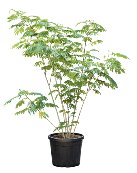 Albizia