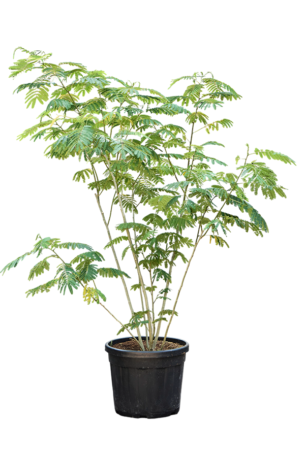 Albizia Julibrissin (200-240)