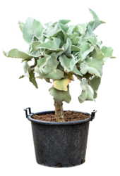 Kalanchoe Beharensis (90-110)
