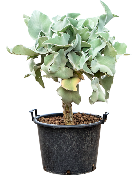 Kalanchoe