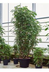 Schefflera Arboricola Compacta