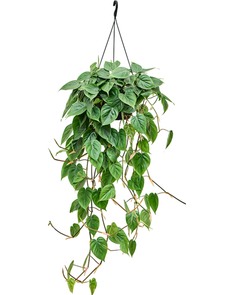 Filodendron