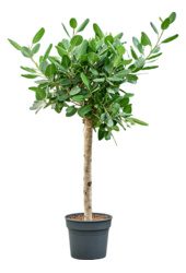 Ficus Benghalensis Audrey