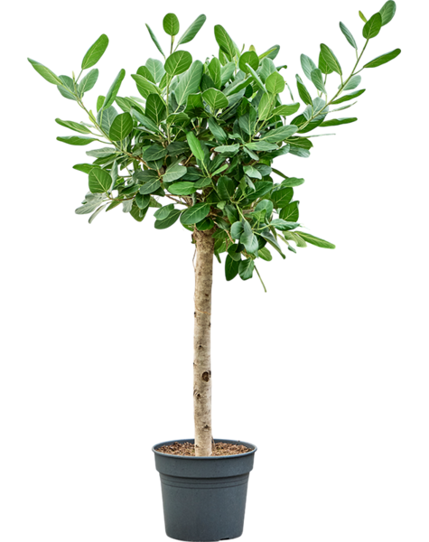 Ficus