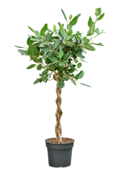 Ficus Benghalensis Audrey
