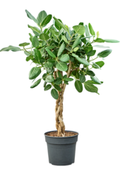Ficus Benghalensis Audrey