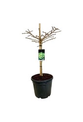 Miłorząb japoński Ginkgo biloba Mariken