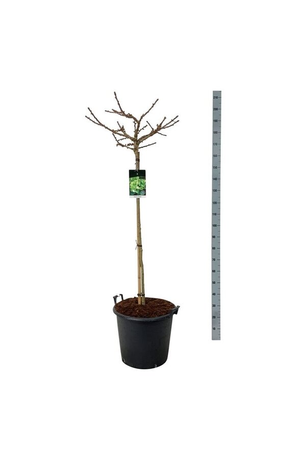 Miłorząb japoński Ginkgo biloba Mariken