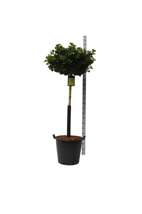 Miłorząb japoński Ginkgo biloba Mariken