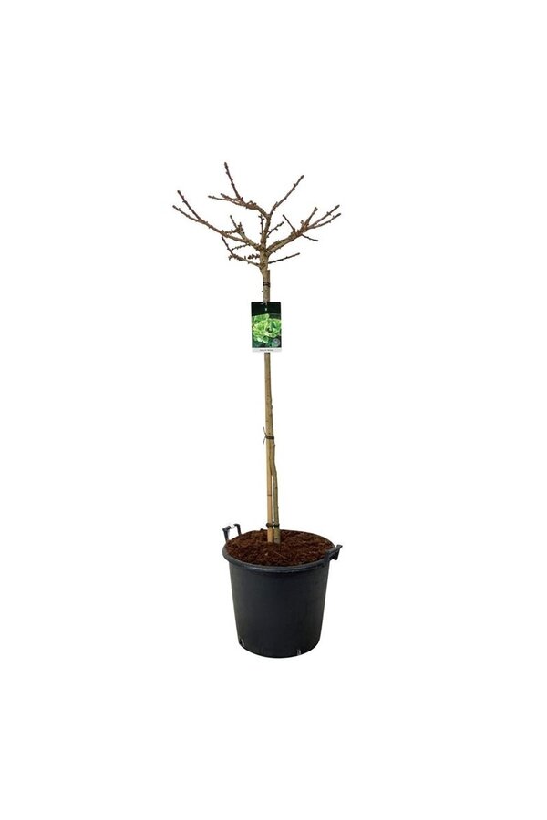 Miłorząb japoński Ginkgo biloba Mariken