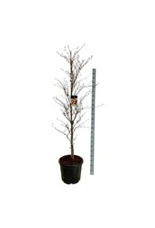Buk Fagus Rohanii