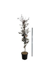 Buk Fagus Rohanii
