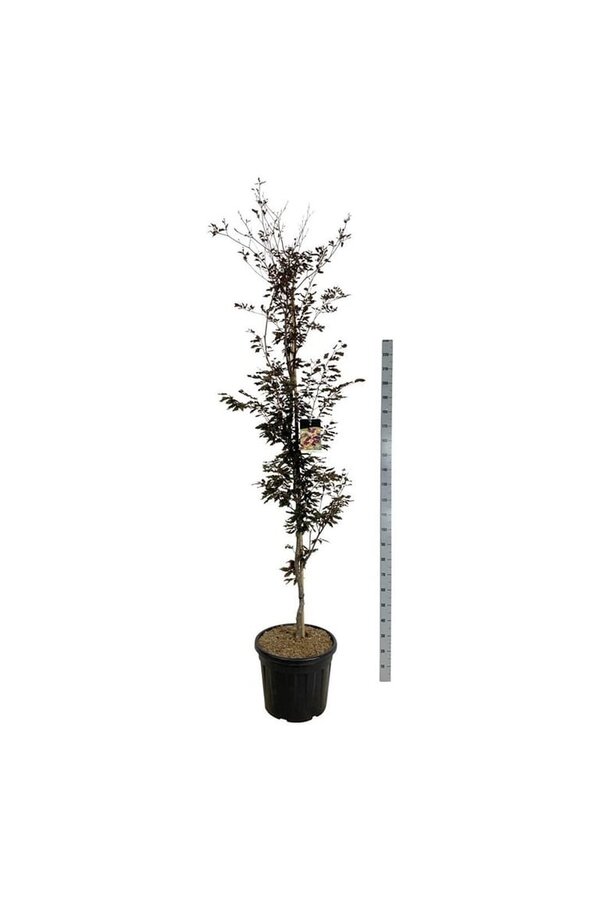 Buk Fagus Rohanii