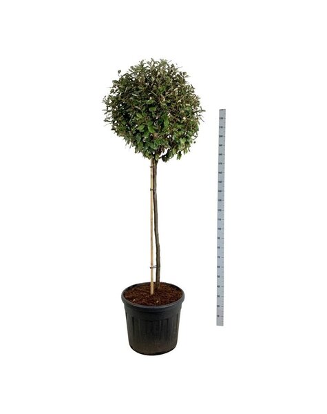 Elaeagnus