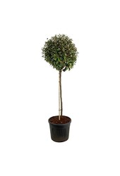 Oliwnik Elaeagnus Compacta