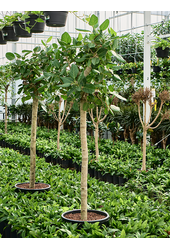 Hydroplant Ficus Benghalensis Audrey