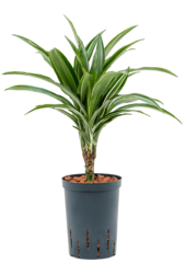 Hydroplant Dracaena Fragrans Ulises