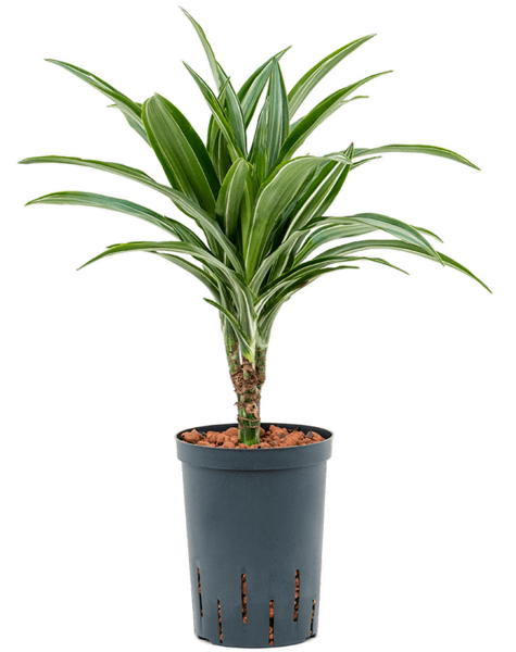 Hydroplant Dracaena