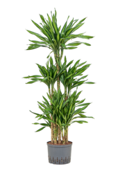Hydroplant Dracaena Fragrans Riki