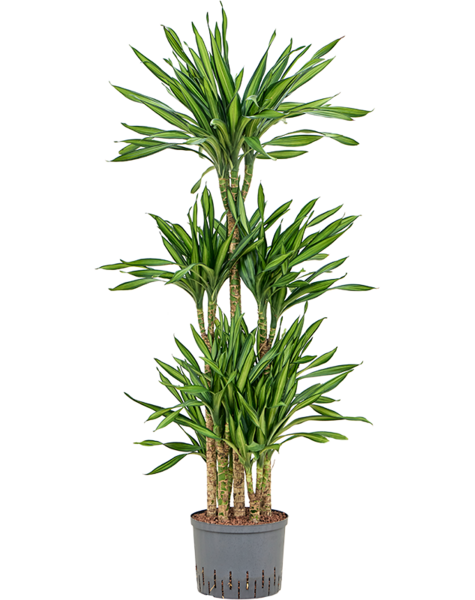 Hydroplant Dracaena