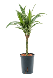 Hydroponiczna Dracena Fragrans Ulises