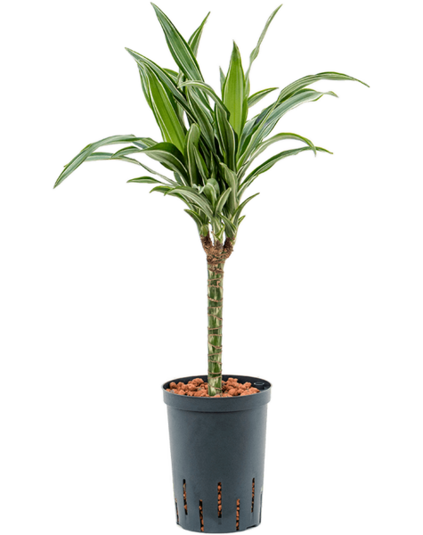 Hydroponiczna Dracena