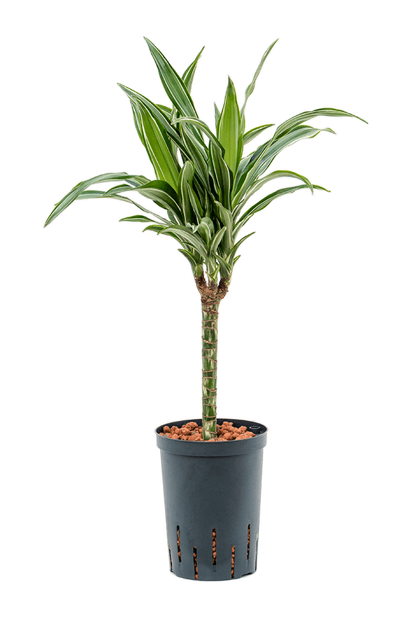 Hydroponiczna Dracena Fragrans Ulises