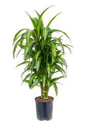 Hydroponiczna Dracena Fragrans Hawaiian Sunshine